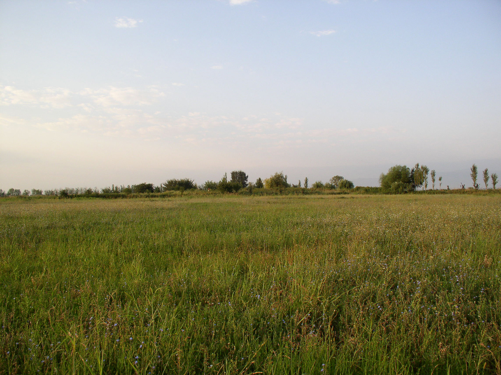 Ânsicht des Rizvan Tepe von Norden, 2009